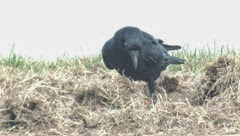 crow in grass1