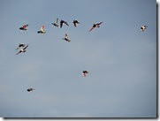 IMG_0548 IMG_0548