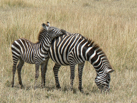 Safari Kenya: zebre in Masai Mara