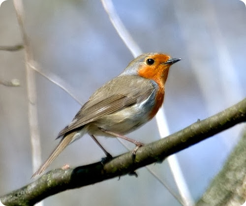 petirosso-European_Robin_aka petirosso-European_Robin_aka