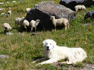 Sheep Dog 2013