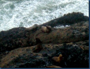 Sea lions (5)