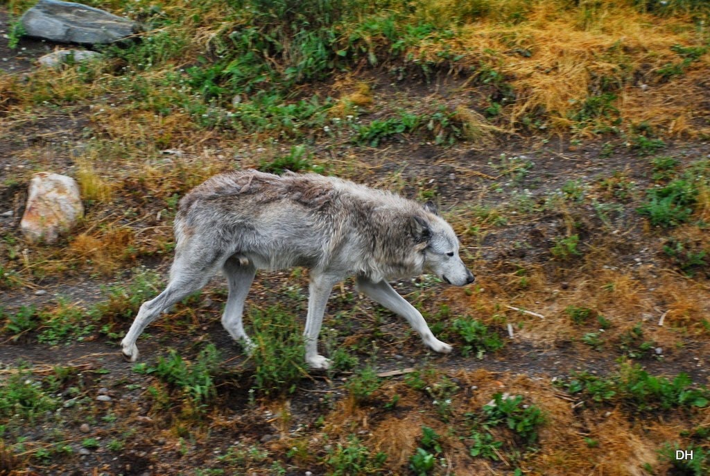 [08-06-14-Grizzly-and-Wolf-Discovery-%255B84%255D.jpg]