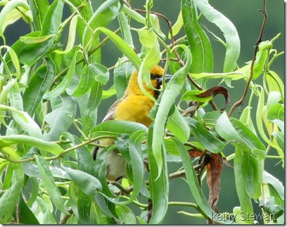 Bullock's Oriole - First year male
