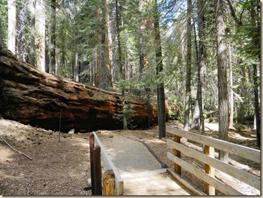 LA Falling Giant Sequoias.JPEG-0789a.jpg