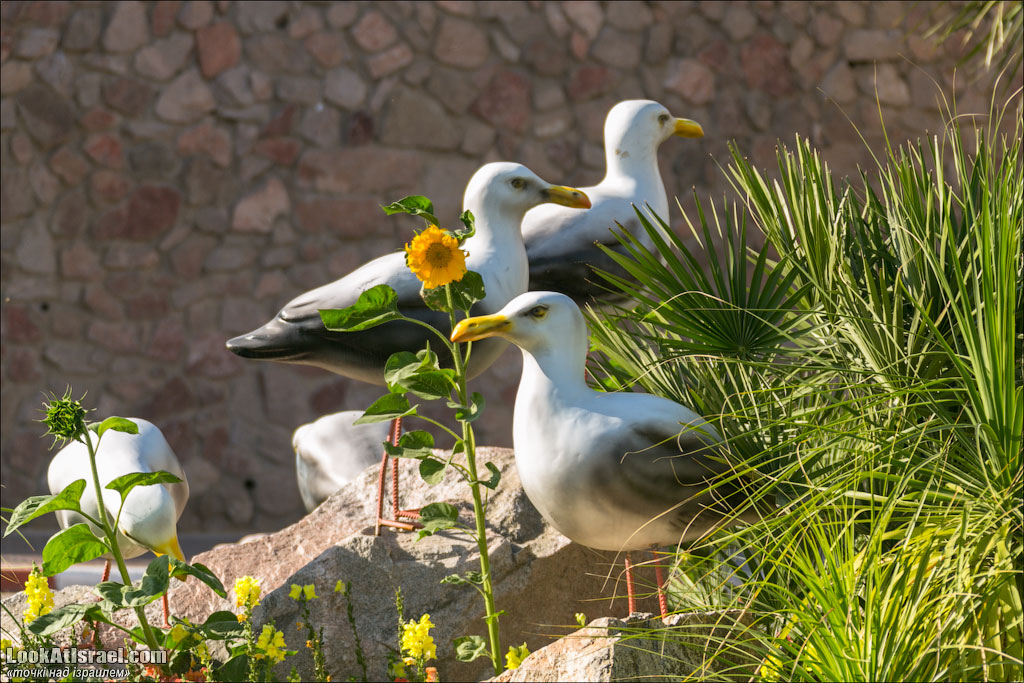 Проект блога LookAtIsrael.com о городах Израиля. Эйлат