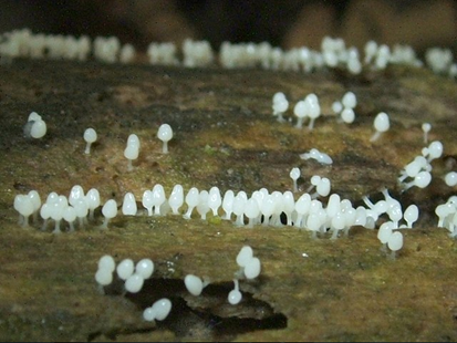 Slime Mold  jamur lendir