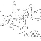 cisnes.gif.jpg