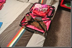 Rashi in the Suitcase!  She wants to become a traveling cat