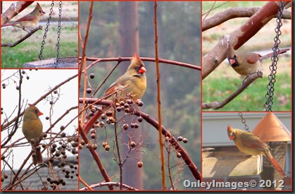 Cardinals Female collage