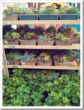 130612_SucculentGarden_Costco_14