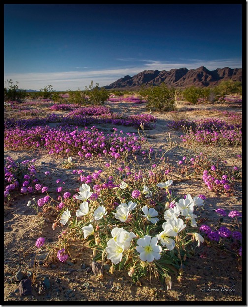 Mohave Evening Blooms