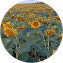 Peter Tekenbroek profielfoto