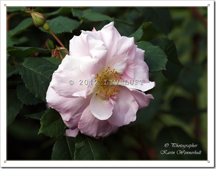 1-P1016338CR 1-P1016338CR