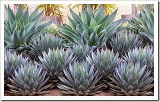 120929_SucculentGardens_Agave-Blue-Glow- -Blue-Flame_05