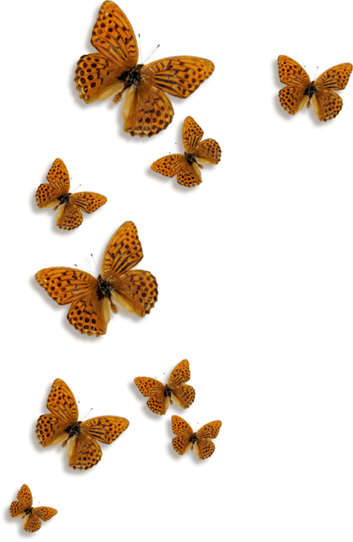 0_fae16_b6323d8f_XL%255B1%255D.png