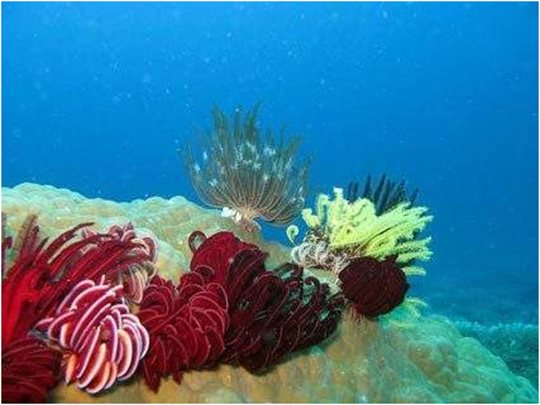 Pulau Kakaban Tempat Wisata Pulau Kalimantan