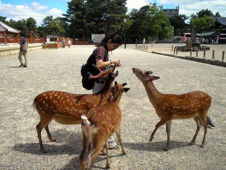 nara-deer-7