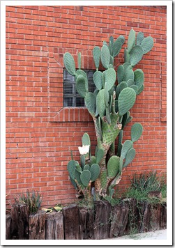 120727_Tucson_opuntia 120727_Tucson_opuntia