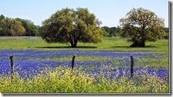 [Springtime-in-the-Texas-Hill-Country%255B2%255D.jpg]