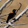 Red-wing Blackbird (orange var.)