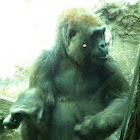 Gorilla