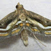 Floating-heart Waterlilly Moth