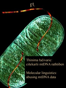 Molecular Linguistics Abusing mtDNA Cover