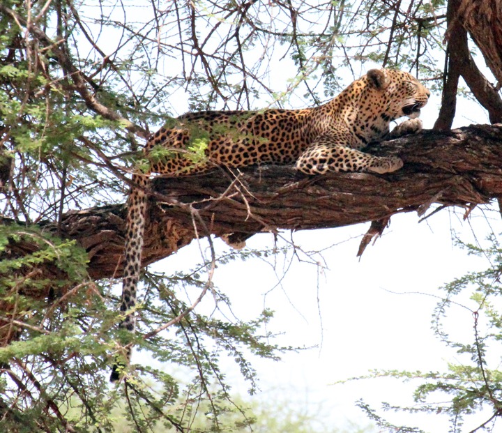 [October-24-2012-leopard-in-tree3.jpg]