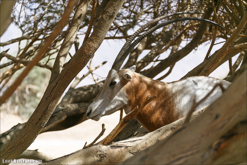LookAtIsrael.com - Заповедник библейских животных Хай Бар | Hai Bar reserve | חי בר