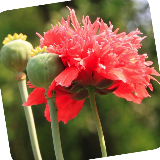 Opium Poppies Wallpaper Flower