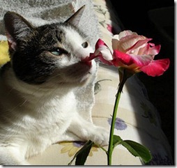 imagens-gatos