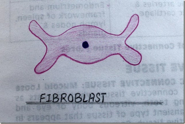fibroblast  high resolution histology diagram