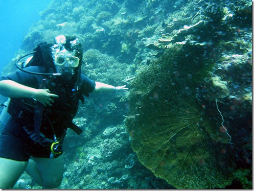 12 11 Bali (915) Menjangan scuba diving e