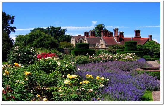 Roses and Lavender at Borde Hill Gardens_ West Sussex_O