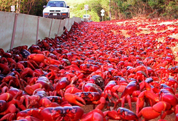 Crabes - Christmas Island