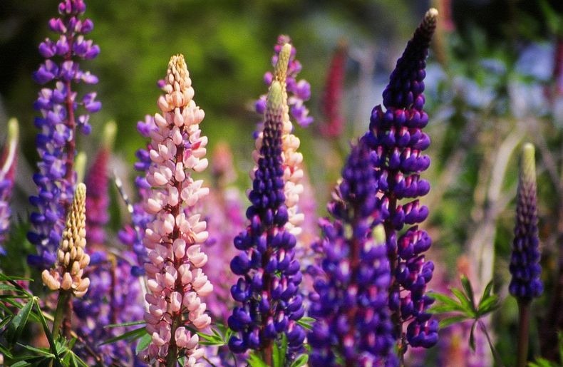 lupins-lake-tekapo-5