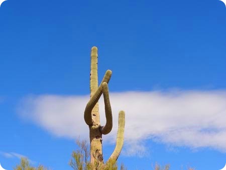 praying-cactus