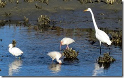 Snowy Egret, a pair of Ibis, and a Great Egret in the oyster beds