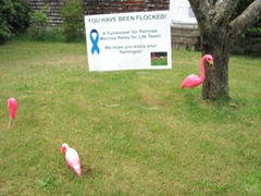 youve been flocked 5