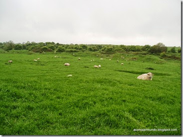 Connemara. Headford. Campos en los alrededores de las Ruinas del convento Ross Errilly - P5081026
