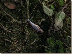 Wellen, Molenstraat: bij het ruimen van de Herk kwam deze vis op het droge terecht