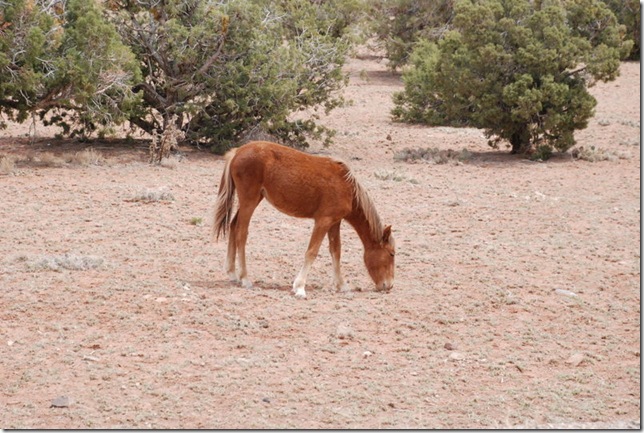 04-25-13 B Canyon de Chelly South Rim (114)