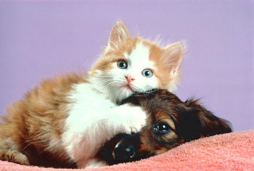 gatinho-fofo-cachorro-fofo-imagens.jpg