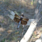 Widow Skimmer Dragonfly (male)