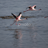 FLAMINGO by Deven Dadbhawala -  