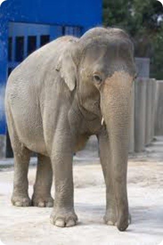elefante asiatico3