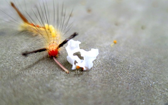 Tussock-moth-caterpillar