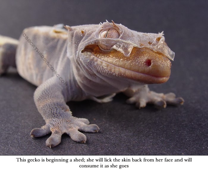 [Amazing%2520Animal%2520Pictures%2520crested%2520geckos%2520%25284%2529%255B3%255D.jpg]