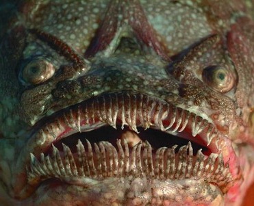 [creature%255B5%255D.jpg]